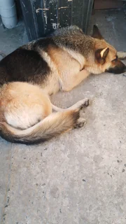 German shepherd puppies