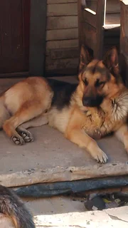 German shepherd puppies
