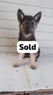 German shepherd puppies