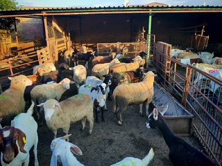Sheep and goats for sale