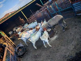 Sheep and goats for sale