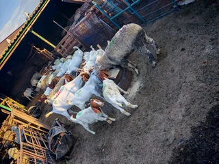 Sheep and goats for sale