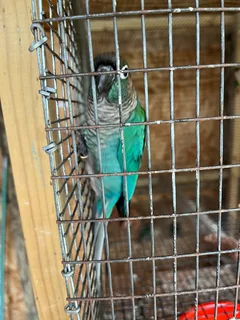 Birds - Ad posted by David