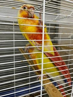 Birds - Ad posted by David