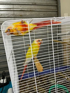 Birds - Ad posted by David