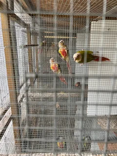 Birds - Ad posted by David