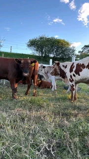 Cattle for sale