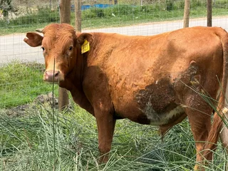 Cattle for sale