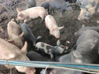 Piglets - Ad posted by Nihal Shah