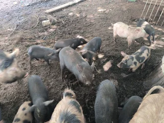 Piglets - Ad posted by Nihal Shah