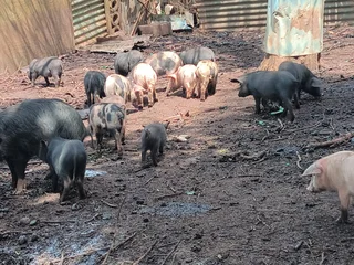 Piglets - Ad posted by Nihal Shah