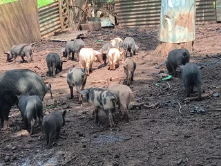 Piglets - Ad posted by Nihal Shah