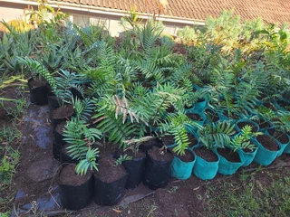 Cycad Plants