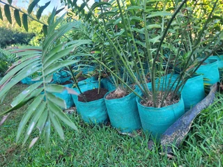 Cycad Plants