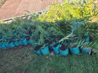 Cycad Plants