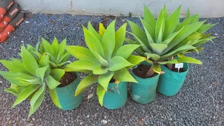 Nursery Closing Down Sale Plants