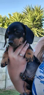 Miniature Dachshund