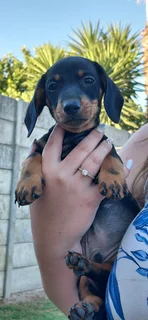 Miniature dachshund puppy
