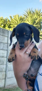 Miniature dachshund puppy