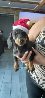 Miniature dachshund puppy