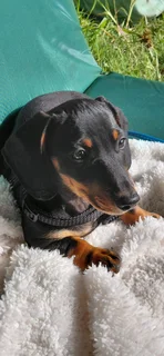 Miniature dachshund puppy