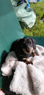 Miniature dachshund puppy