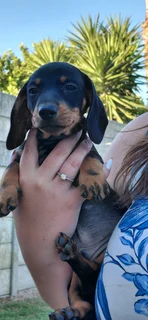 Miniature dachshund puppy