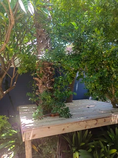 Treehouse, treehouse builders, treehouse guy, custom built treehouse