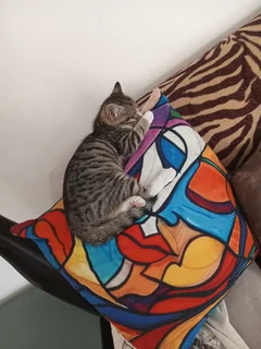 Kittens looking for new homes