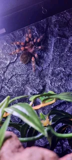 Tarantulas for sale