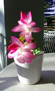 35mmSLRRicoh motorDrive,SanyoVideo8 Camerasw12xZoom/Macro Lense,5xFlight Sport-Nicads 5Carry-on Bags