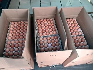 30 Dozen (12 trays Large)