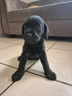 Labrador puppies