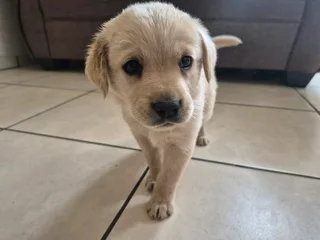 Labrador puppies