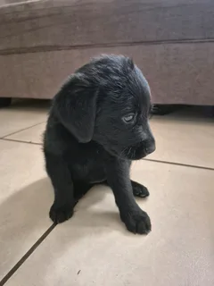 Labrador puppies