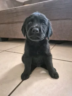 Labrador puppies
