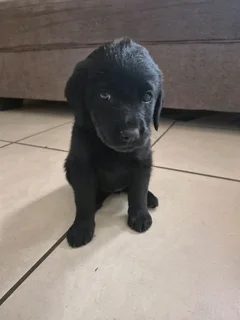 Labrador puppies