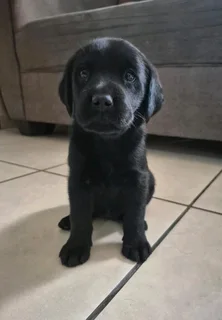 Labrador puppies