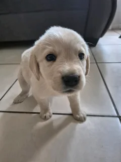 Labrador puppies