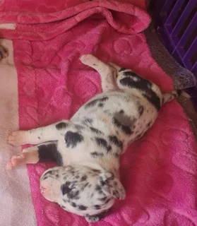 Great Dane  Harlequin Male puppy