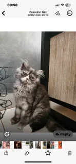 Purebred Persian cats