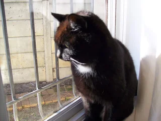 SOUTHFIELD : Missing