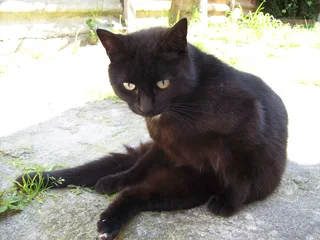 Southfield : Missing