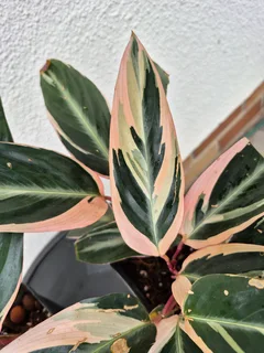 Stromanthe Triostar Indoor Plants for Sale.