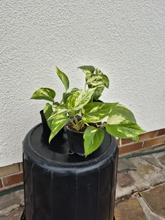 Golden Pothos Indoor Plants for Sale.