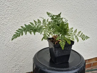 Rabbit’s Foot Fern Indoor Plants for Sale
