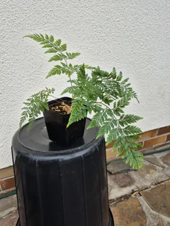 Rabbit’s Foot Fern Indoor Plants for Sale