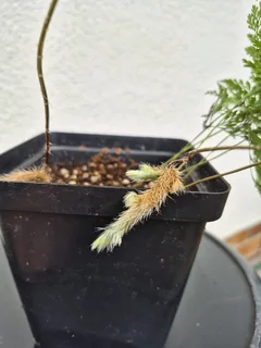 Rabbit’s Foot Fern Indoor Plants for Sale