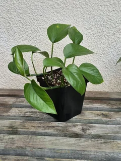 Green Pothos Indoor Plants for Sale