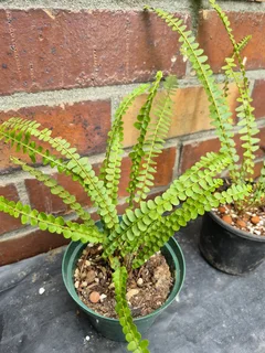 Miniature Sword-Fern Plants for Sale